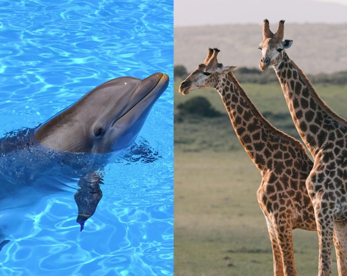nature’s-bisexual-icons:-10-animals-that-swing-both-ways