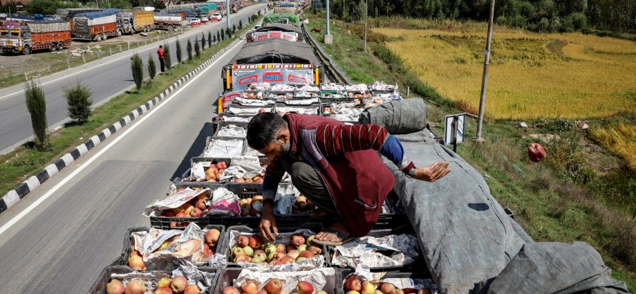 ‘gone-to-waste’:-kashmir-growers-watch-apples-rot-as-key-highway-is-blocked
