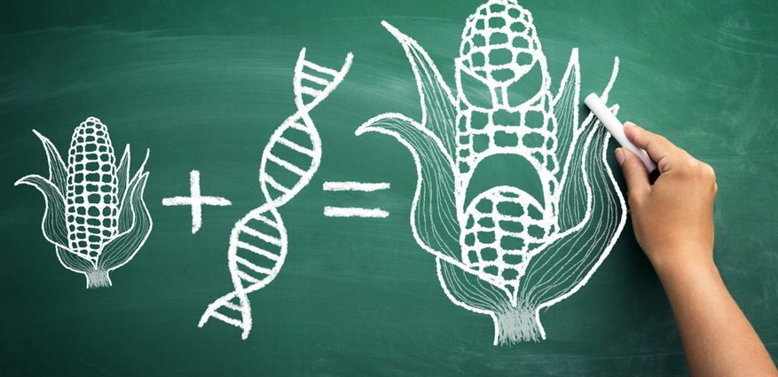 are-gmos-safe?-a-molecular-geneticist-speaks-out