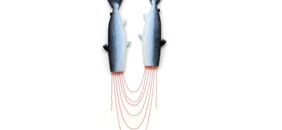 the-joyful-responsibility-of-cutting-fish