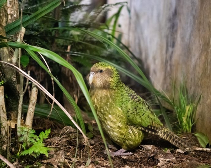 to-save-its-unique-and-rare-birds,-new-zealand-is-turning-to-ai-and-genetic-research