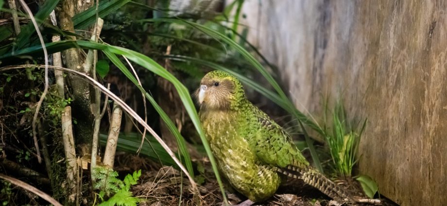 to-save-its-unique-and-rare-birds,-new-zealand-is-turning-to-ai-and-genetic-research
