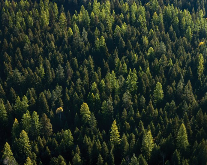 what-old-growth-forests-have-to-do-with-your-food