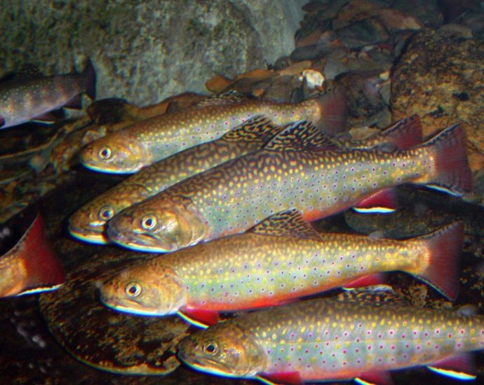 north-carolina-cattle-farmer-to-pay-$92,000-for-damaging-mountain-streams