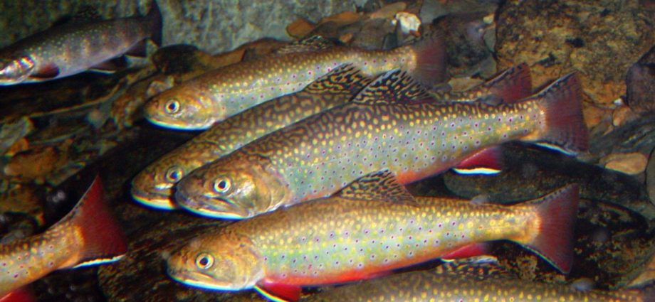 north-carolina-cattle-farmer-to-pay-$92,000-for-damaging-mountain-streams