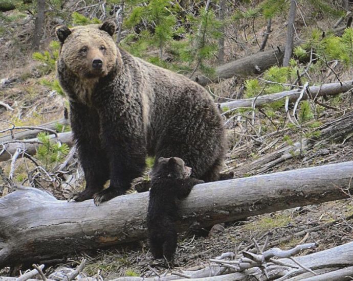 yellowstone-hiker-survives-bloody-encounter-with-a-bear,-possibly-a-grizzly