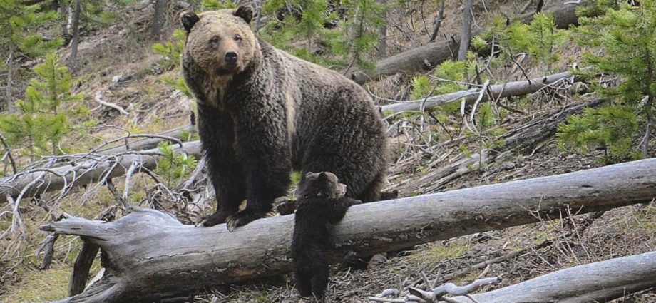 yellowstone-hiker-survives-bloody-encounter-with-a-bear,-possibly-a-grizzly