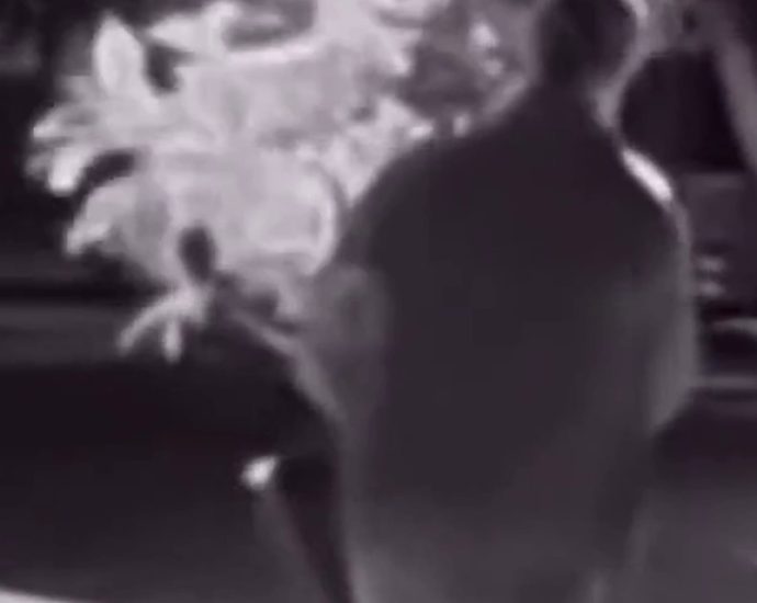 ‘plant-bandit’-targets-bay-area-neighborhood