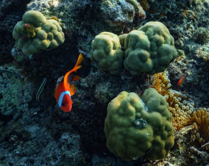 first-treaty-to-protect-marine-life-in-high-seas-to-take-effect-in-january