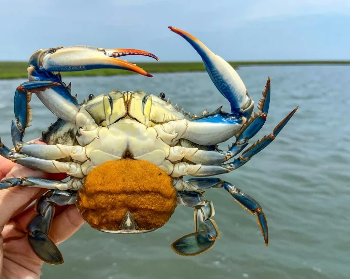 egg-eating-worms-could-be-the-secret-to-saving-chesapeake-bay’s-blue-crabs