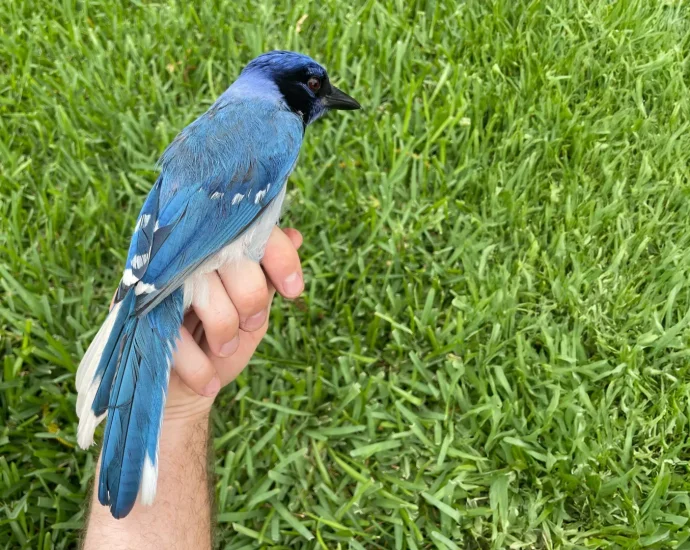 strange-new-hybrid-bird-spotted-in-texas-backyard