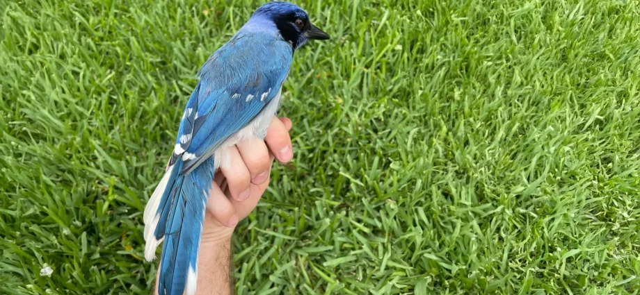 strange-new-hybrid-bird-spotted-in-texas-backyard