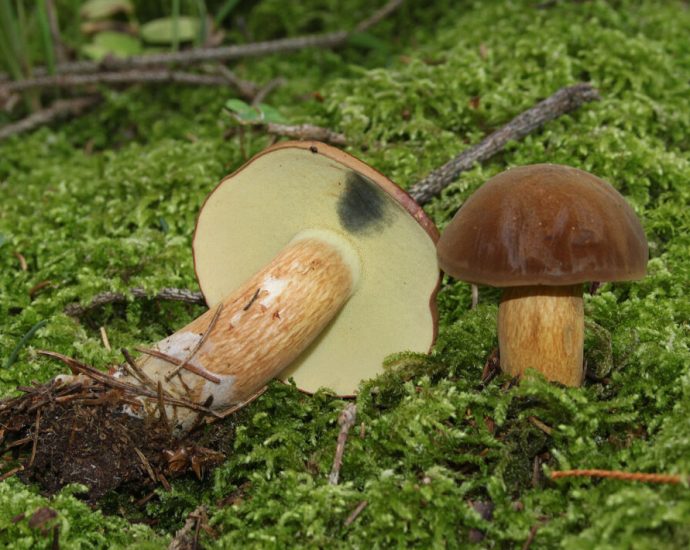 mushroom-pickers-found-three-crashed-drones-today-in-two-polish-regions