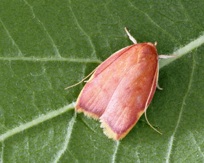 this-vibrant-moth-fooled-scientists-for-generations