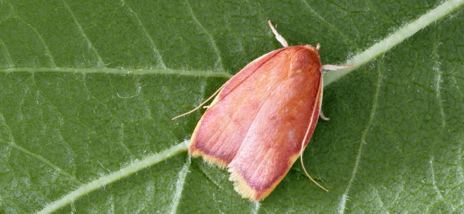 this-vibrant-moth-fooled-scientists-for-generations