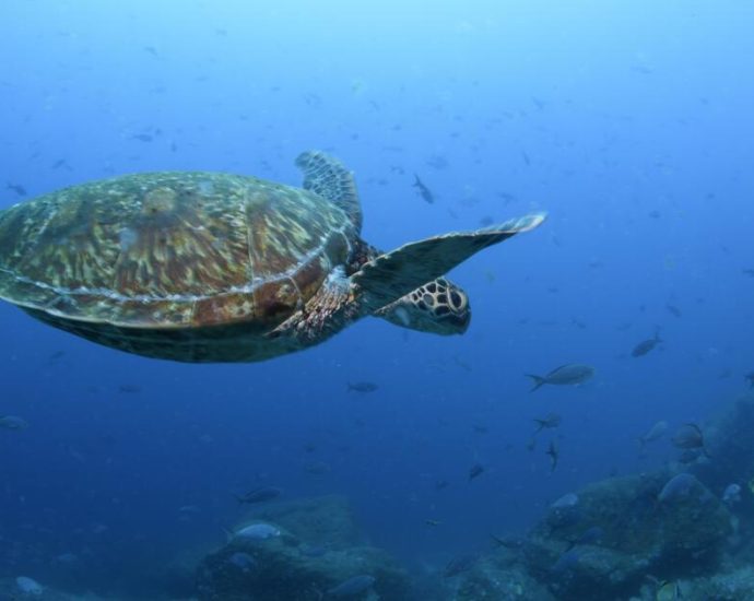 nations-ratify-the-world’s-first-treaty-to-protect-international-waters