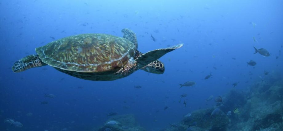 nations-ratify-the-world’s-first-treaty-to-protect-international-waters