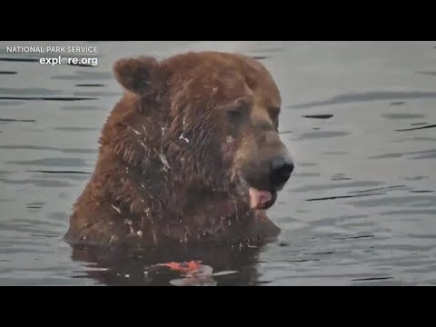 fat-bear-week-2025-kicks-off-in-alaska-|-newsnation-now