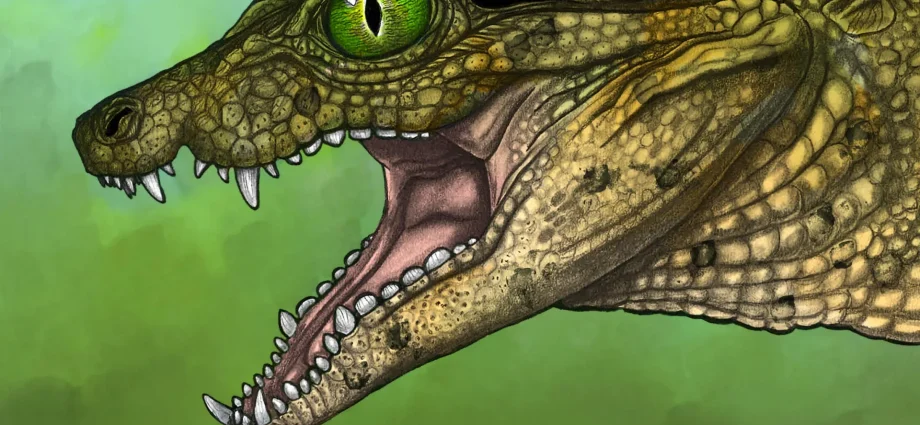 student’s-pinkie-sized-fossil-reveals-a-new-croc-species