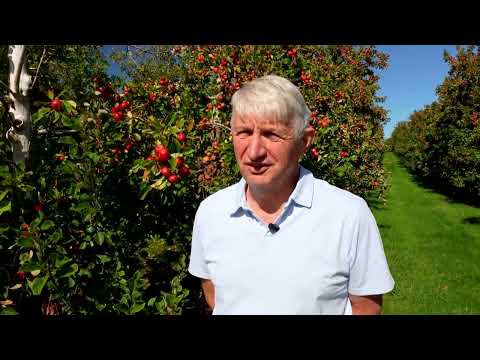 hot-summer-gifts-british-apple-growers-‘monster-harvest’-|-reuters