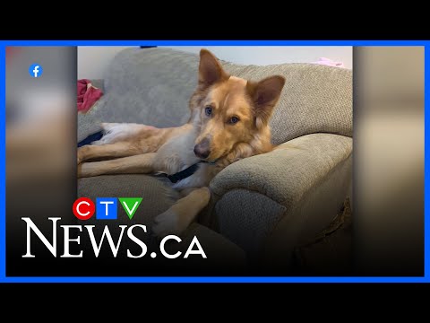 ctvnews-3224103-cfcn092425-folkins01