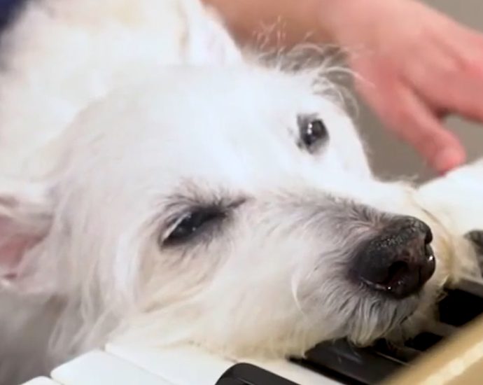 bradford-the-dog’s-love-for-piano-music-goes-viral