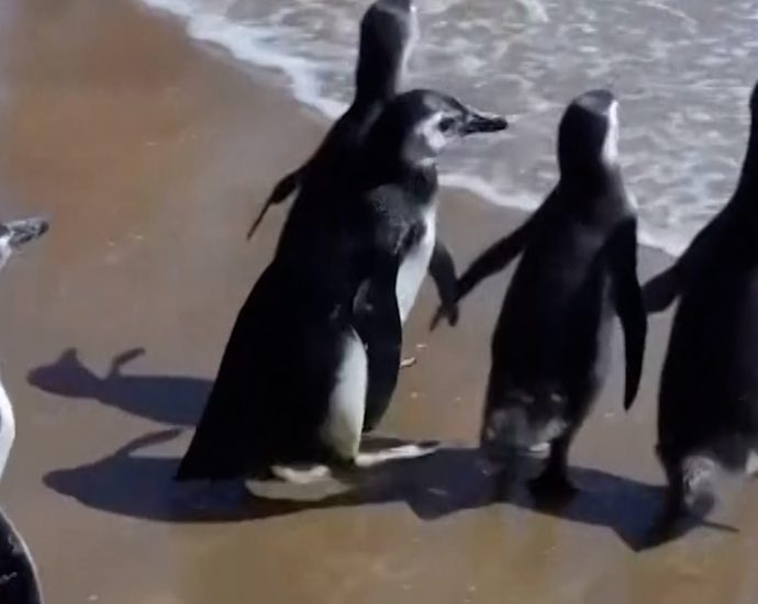 magellanic-penguins-released-back-to-the-sea-in-uruguay
