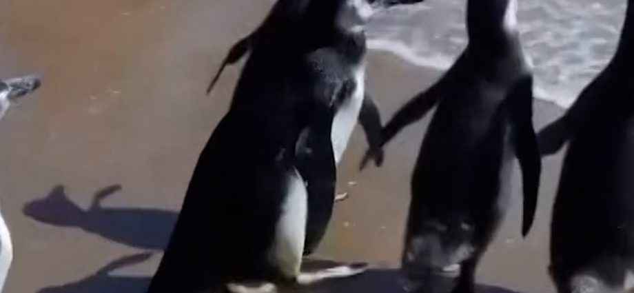magellanic-penguins-released-back-to-the-sea-in-uruguay