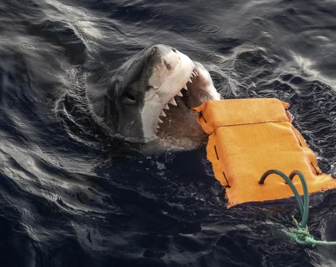 breakthrough-wetsuits-slash-shark-attack-injuries-and-save-lives