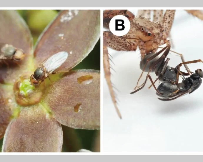 this-flower-smells-like-dying-ants,-and-flies-can’t-resist-it