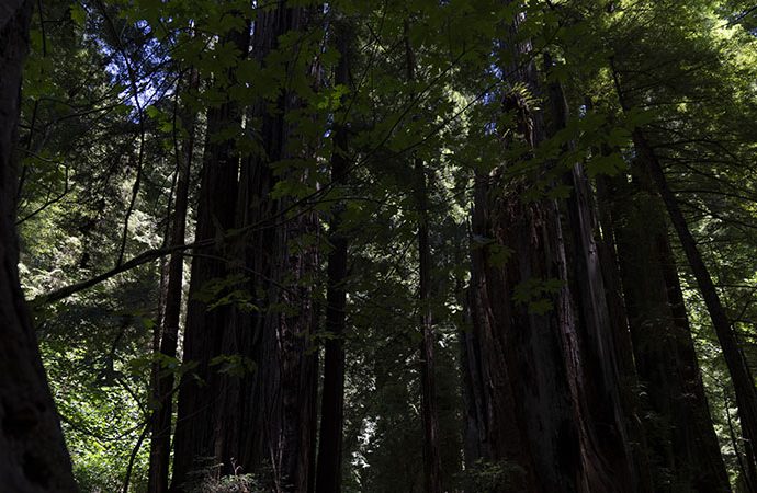why-apple-is-investing-in-a-california-redwood-forest