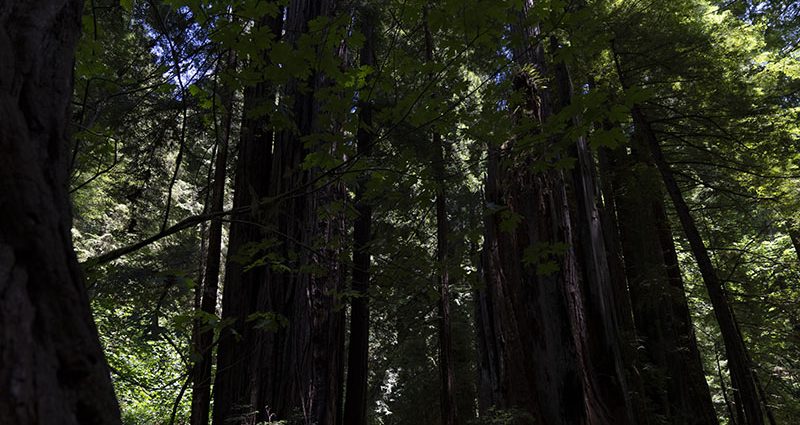 why-apple-is-investing-in-a-california-redwood-forest