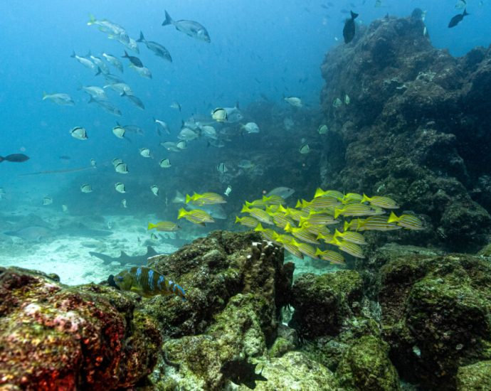 a-turning-point-for-the-ocean:-what-the-high-seas-treaty-means