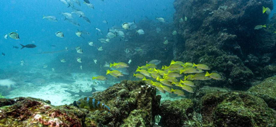a-turning-point-for-the-ocean:-what-the-high-seas-treaty-means