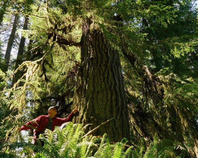 washington-moves-to-conserve-its-state-forests
