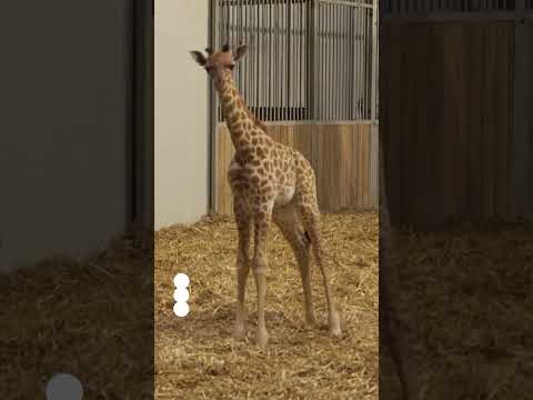 paris-zoo-welcomes-first-giraffe-calf-in-six-years