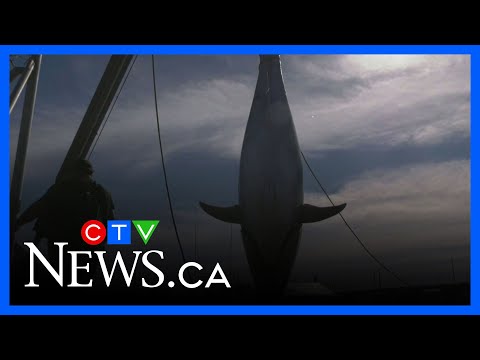pei-tuna-fishers-back-in-business-after-feds-green-light-surprise-season-extension