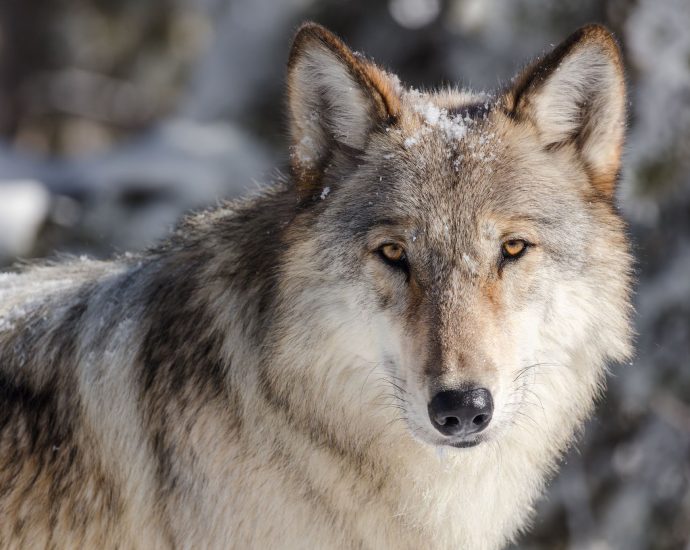 political-whiplash-is-terrible-for-wolves’-future-but-more-is-coming.