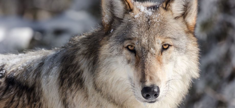 political-whiplash-is-terrible-for-wolves’-future-but-more-is-coming.
