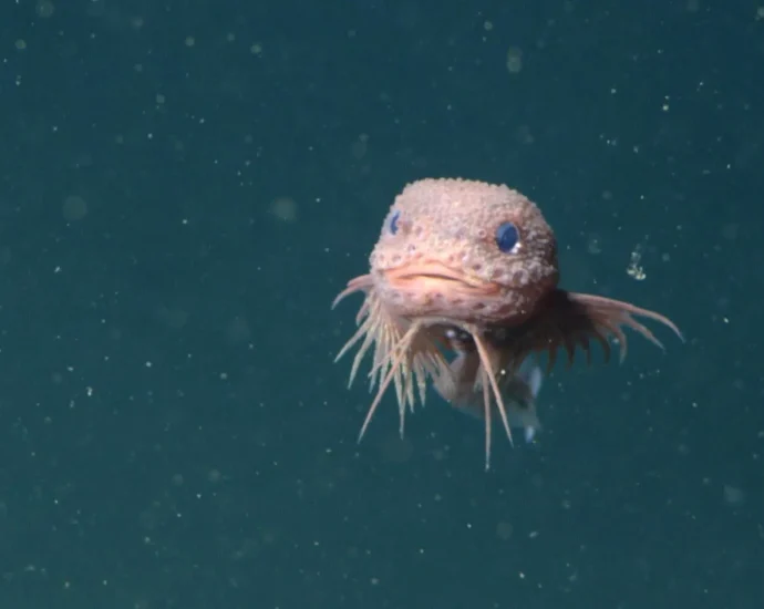 A pink bumpy snailfish was just discovered miles beneath the ocean