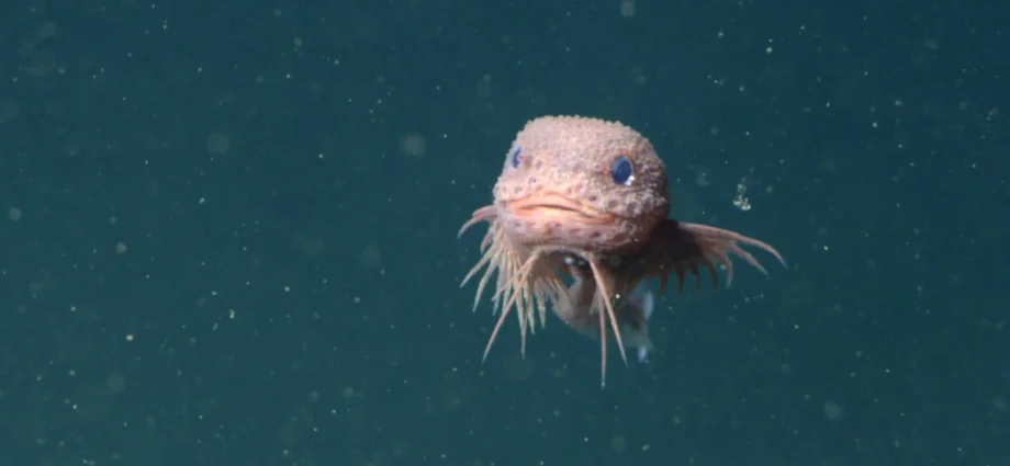 A pink bumpy snailfish was just discovered miles beneath the ocean