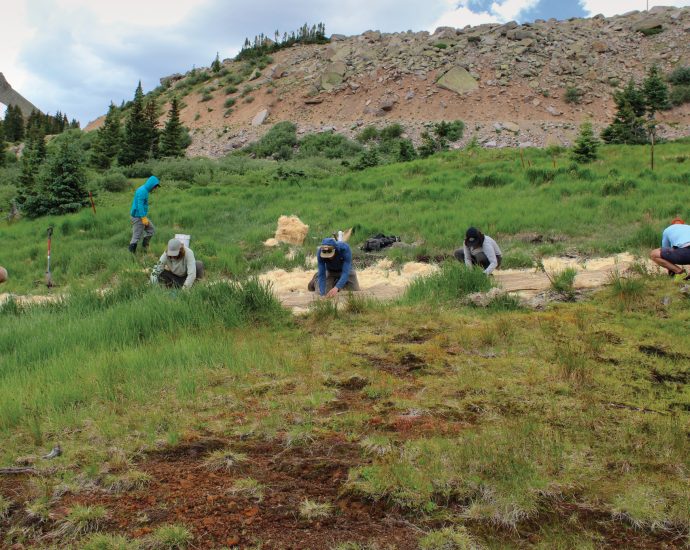 what-do-fens-do?-make-peat,-store-water-and-help-combat-climate-change
