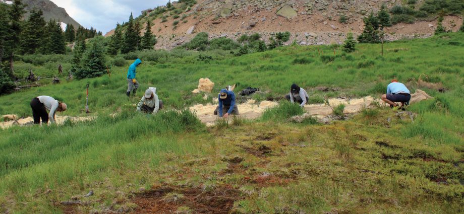 what-do-fens-do?-make-peat,-store-water-and-help-combat-climate-change