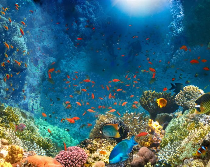 the-high-seas-treaty-represents-a-turning-point-for-the-ocean