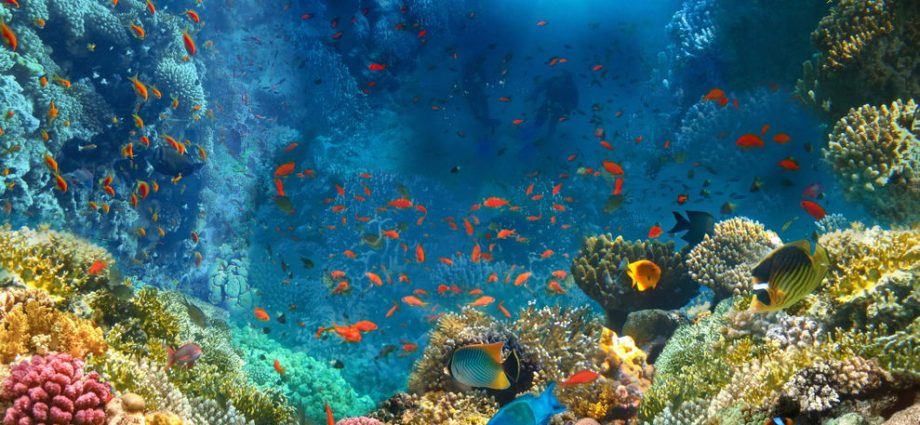 the-high-seas-treaty-represents-a-turning-point-for-the-ocean