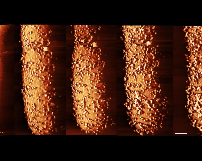 stunning-images-reveal-how-antibiotics-shatter-bacterial-defenses