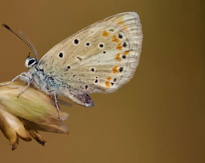 this-tiny-butterfly-has-the-most-chromosomes-of-any-animal-on-earth