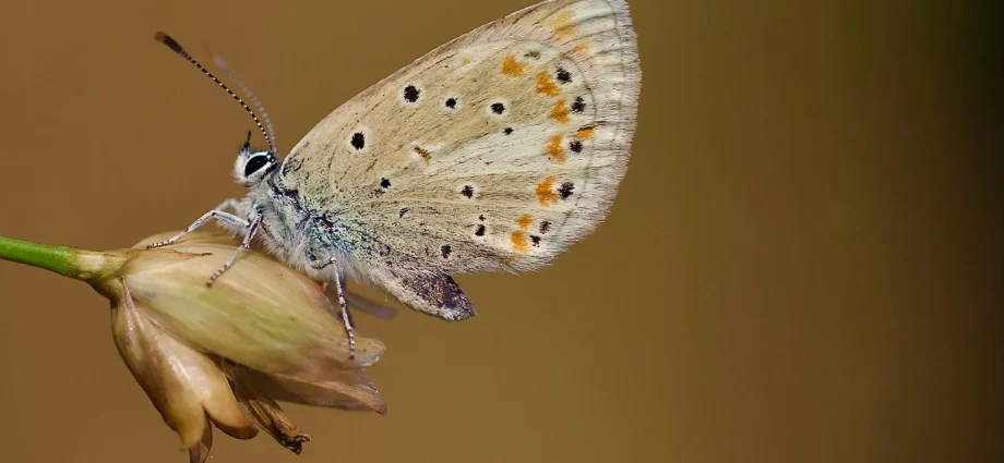 this-tiny-butterfly-has-the-most-chromosomes-of-any-animal-on-earth