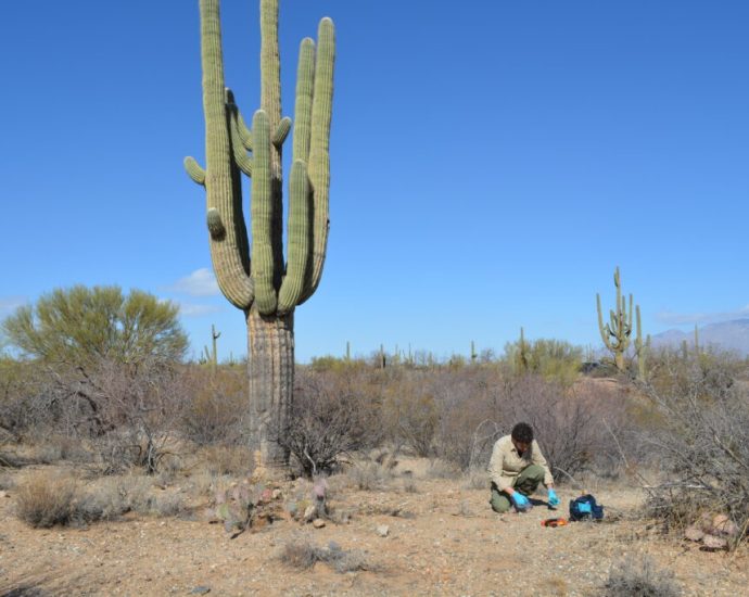 behind-the-scenes:-uncovering-the-secret-lives-of-cacti-and-fungi-in-the-sonoran-desert