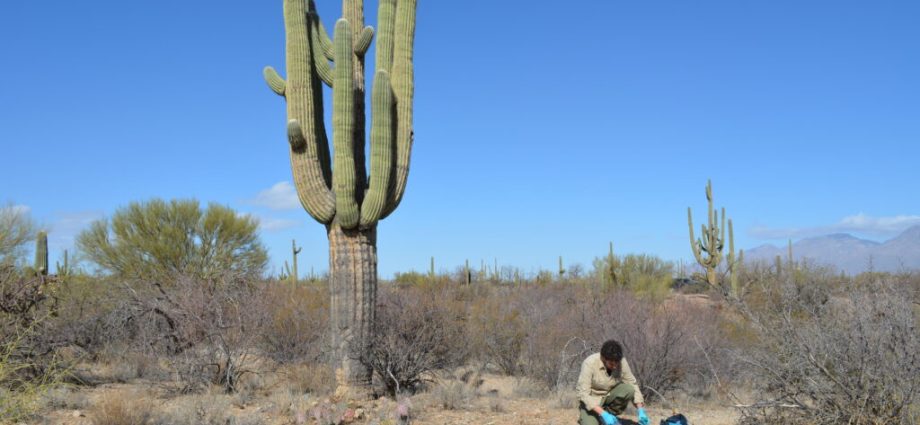 behind-the-scenes:-uncovering-the-secret-lives-of-cacti-and-fungi-in-the-sonoran-desert